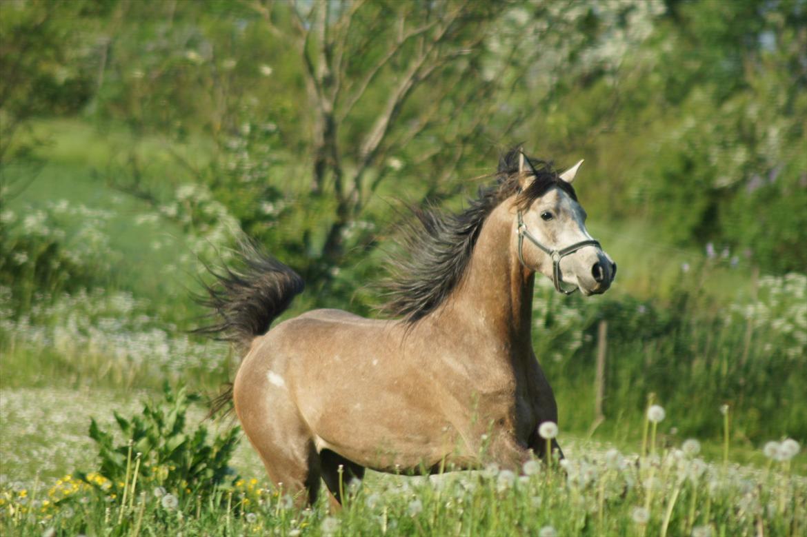 Arabisk fuldblod (OX) Ibn El Ghalahad (Allan) billede 5