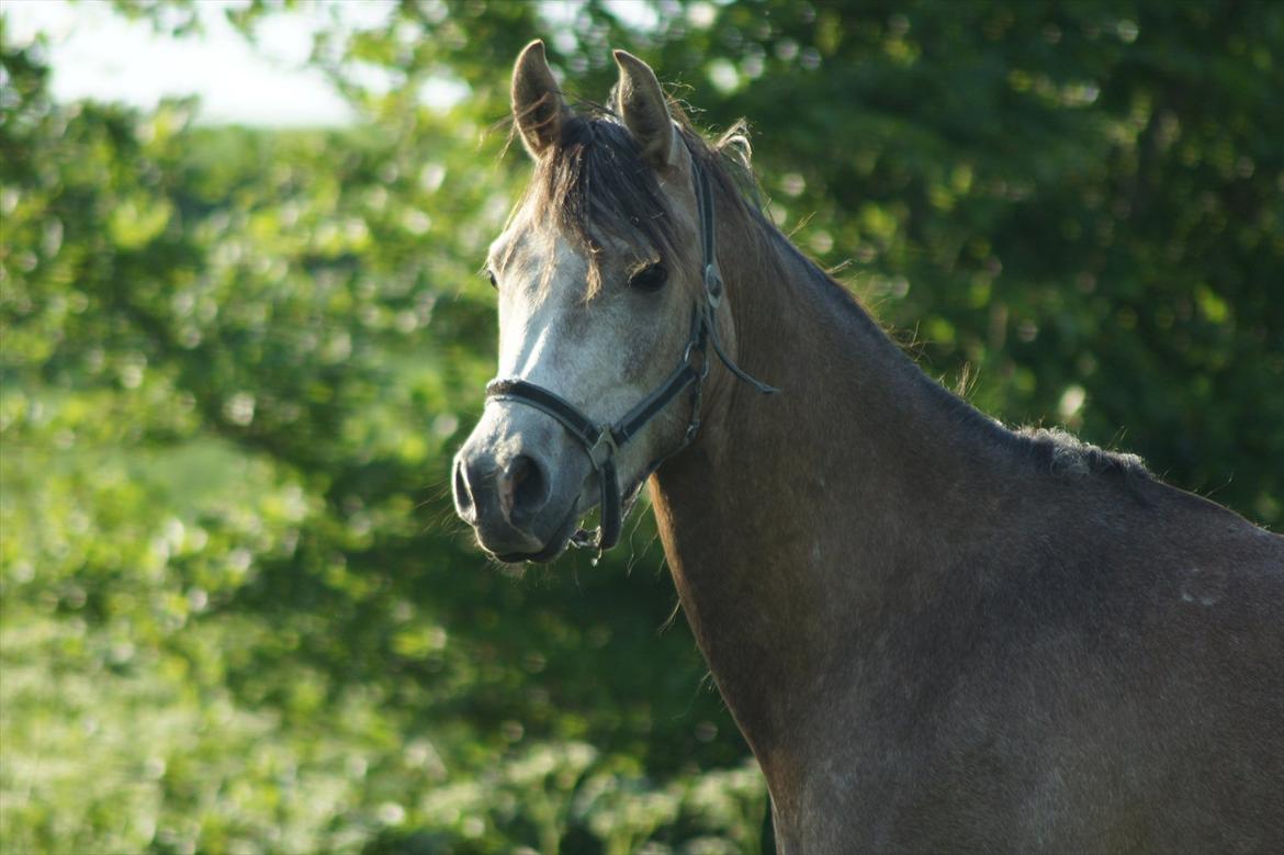 Arabisk fuldblod (OX) Ibn El Ghalahad (Allan) billede 11