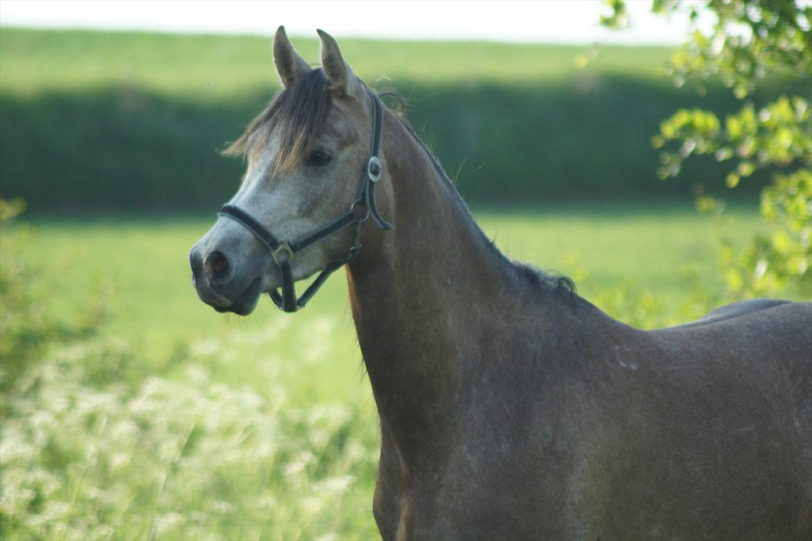 Arabisk fuldblod (OX) Ibn El Ghalahad (Allan) billede 10