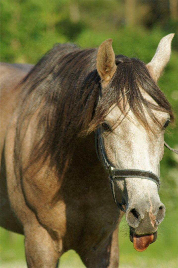 Arabisk fuldblod (OX) Ibn El Ghalahad (Allan) billede 7