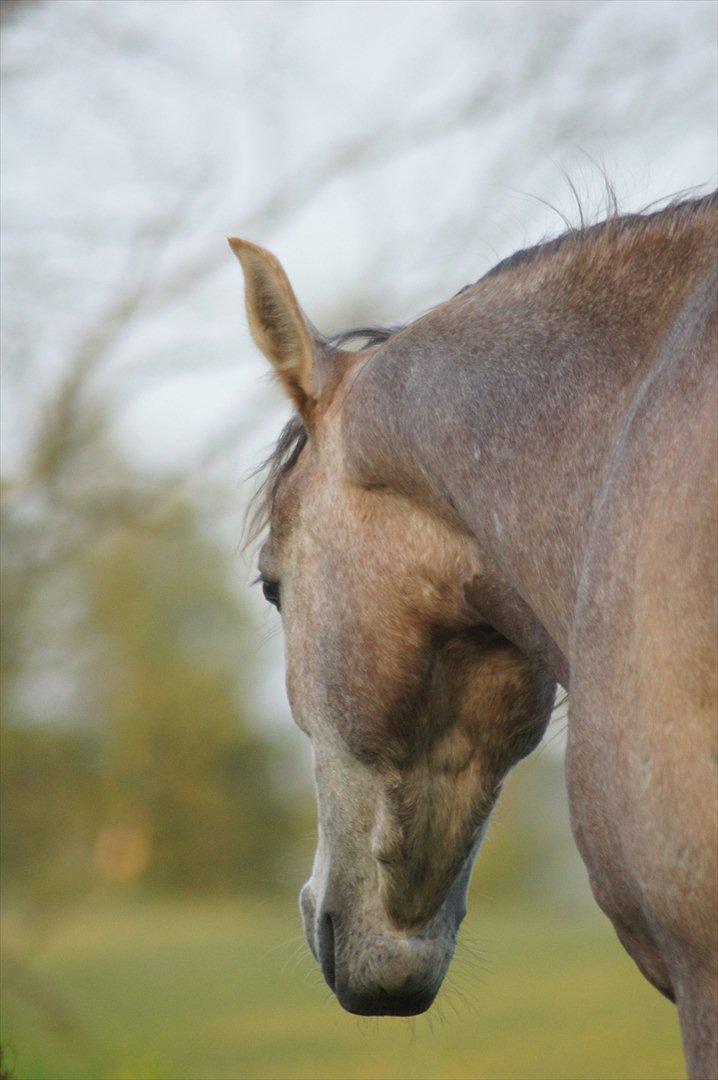 Arabisk fuldblod (OX) Ibn El Ghalahad (Allan) billede 6