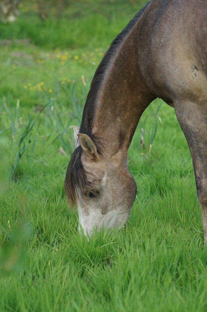Arabisk fuldblod (OX) Ibn El Ghalahad (Allan) billede 8