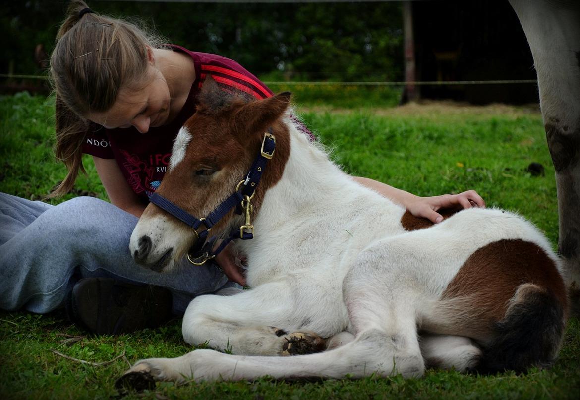 Islænder Mímir fra Havshøj - Verdens dejligste Mímir. <3 billede 16