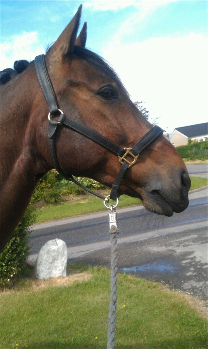 Oldenborg Taison billede 11