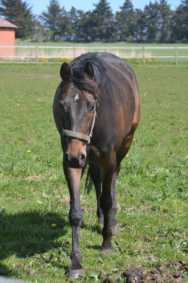 Dansk Varmblod Svanholms Caia billede 14