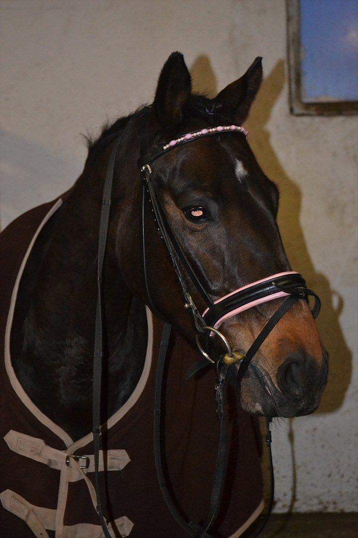 Dansk Varmblod Svanholms Caia billede 1