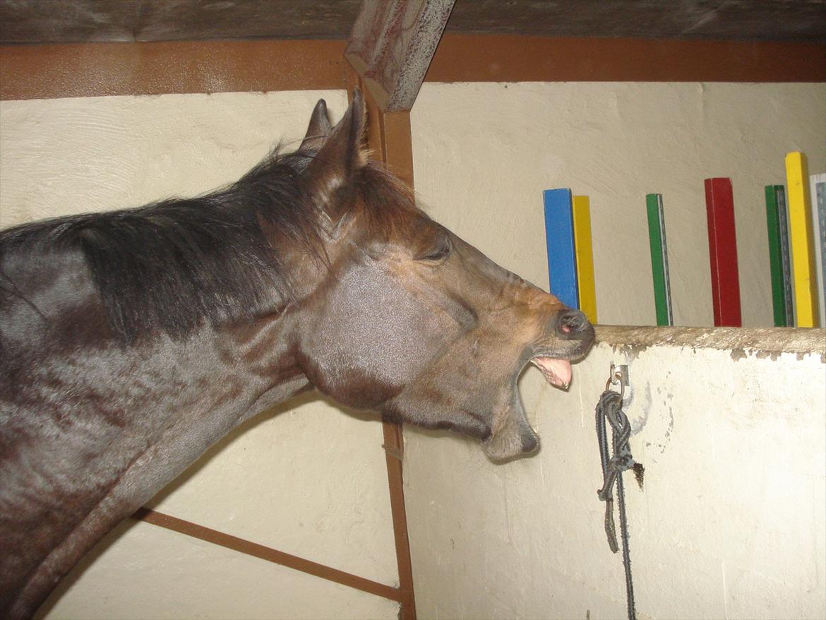 Dansk Varmblod Svanholms Caia billede 19