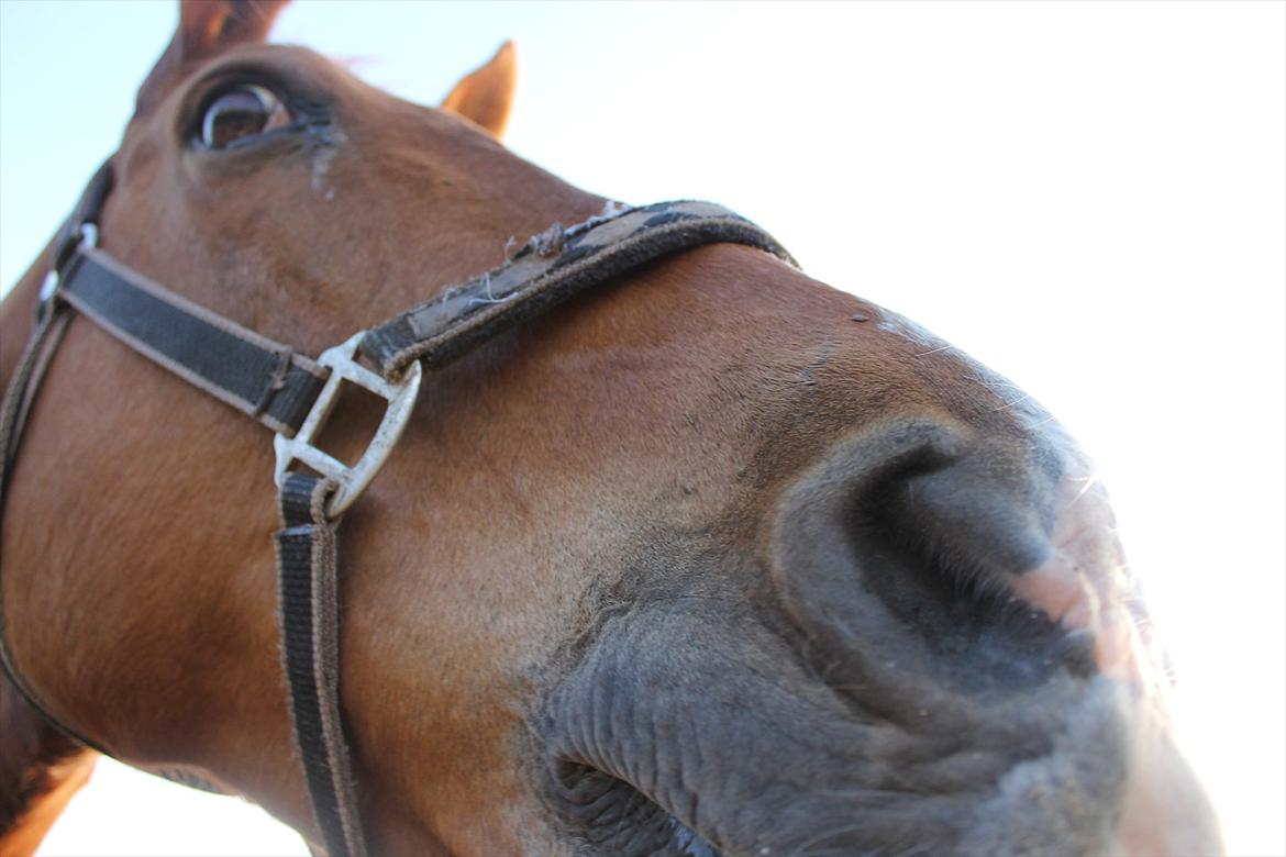 Dansk Varmblod Victor - Søde der så gerne vil snakke:-)<3

Sommer 2012.

IKJ © billede 13