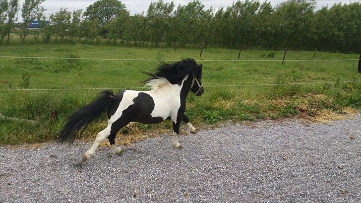 Anden særlig race Zarra`s Tordenbrag  billede 2