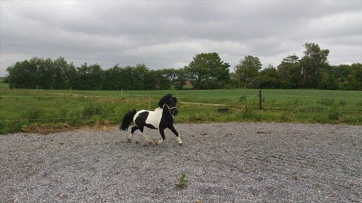 Anden særlig race Zarra`s Tordenbrag  billede 1