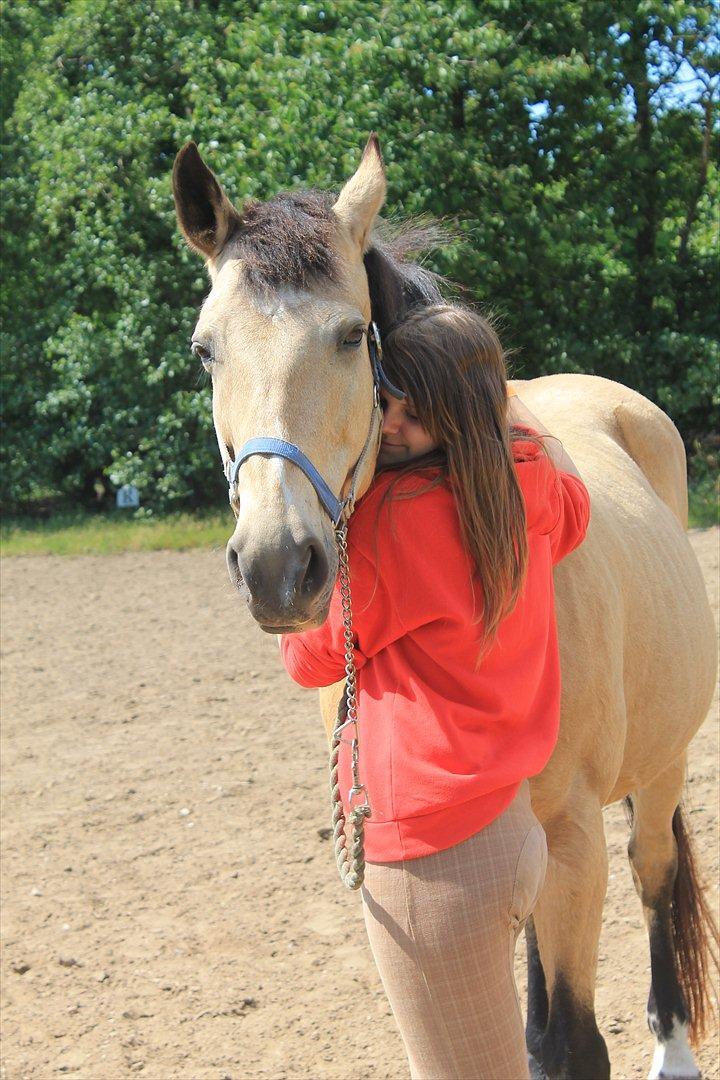 Palomino Skadekærs First Goldline (Grevinden) [Part] R.I.P - <3<3. billede 5