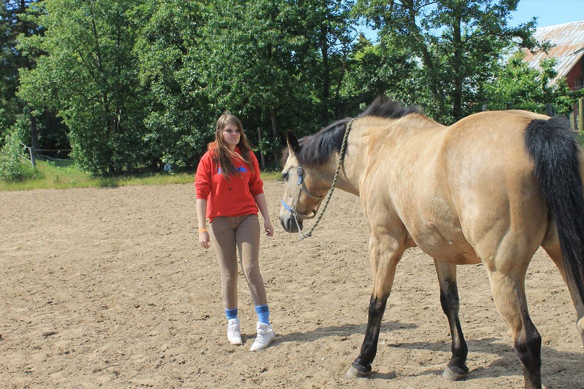 Palomino Skadekærs First Goldline (Grevinden) [Part] R.I.P billede 7