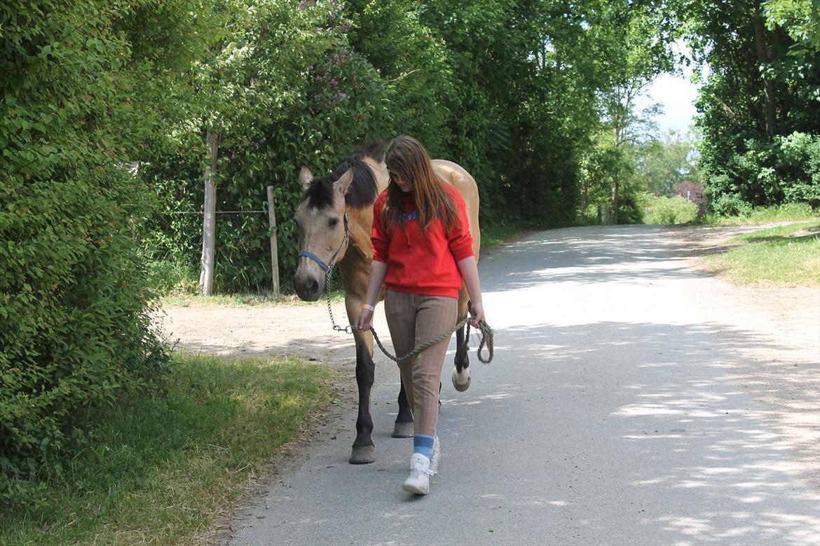 Palomino Skadekærs First Goldline (Grevinden) [Part] R.I.P billede 9
