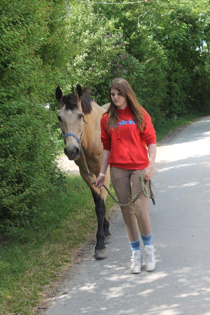 Palomino Skadekærs First Goldline (Grevinden) [Part] R.I.P billede 10