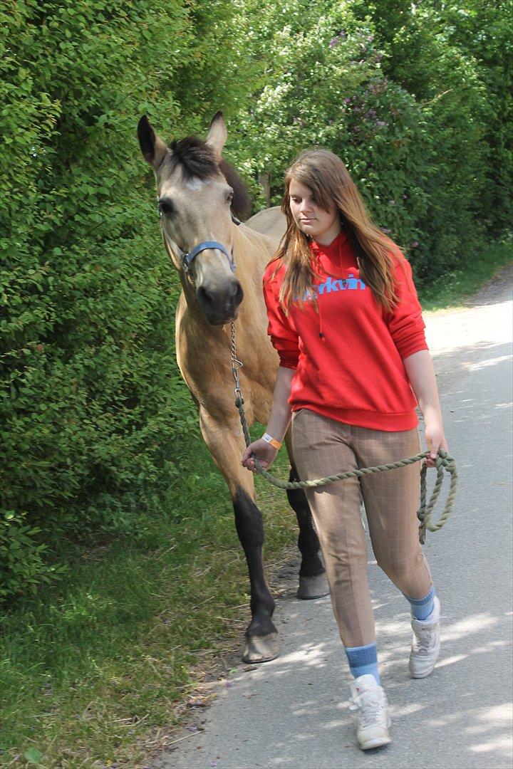 Palomino Skadekærs First Goldline (Grevinden) [Part] R.I.P billede 11