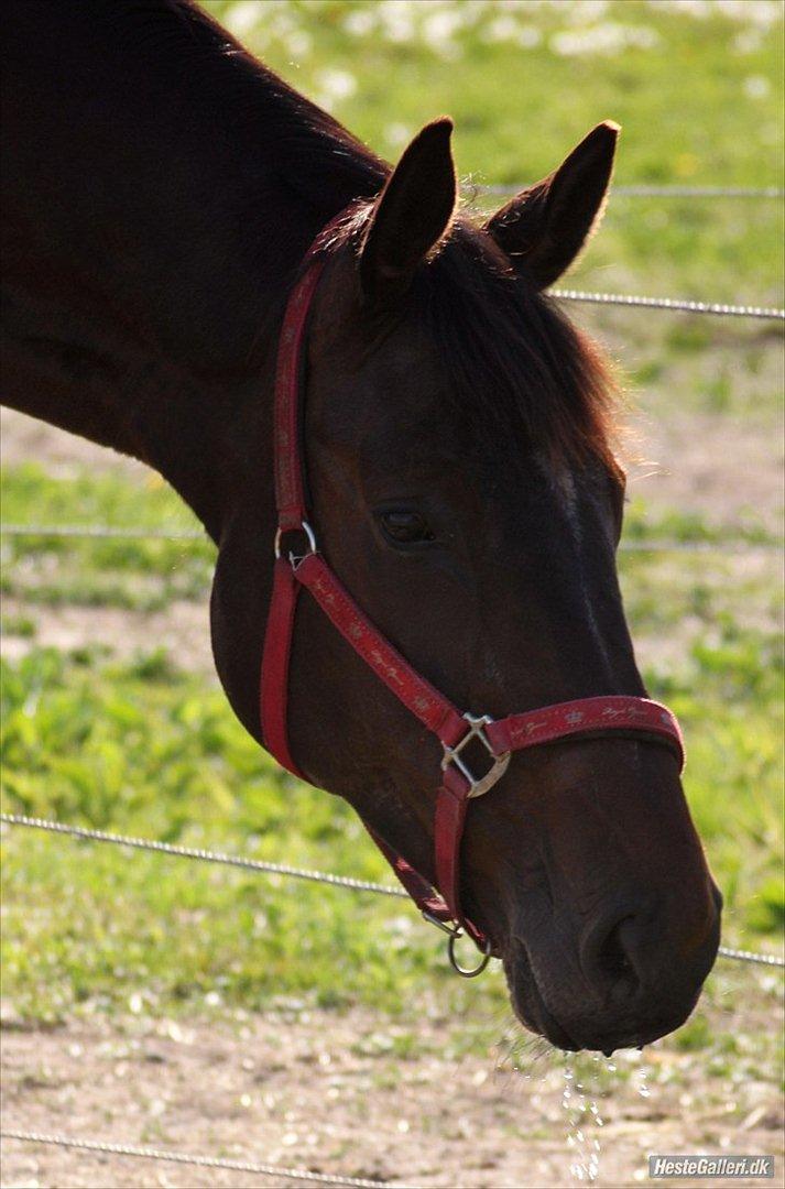 Dansk Varmblod KOKO R.I.P billede 5