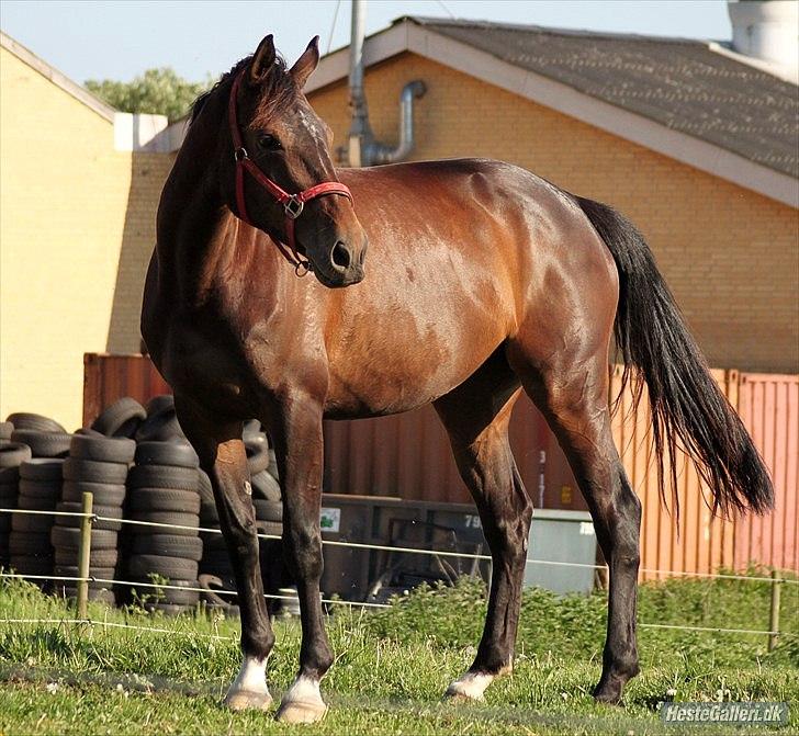 Dansk Varmblod KOKO R.I.P billede 6