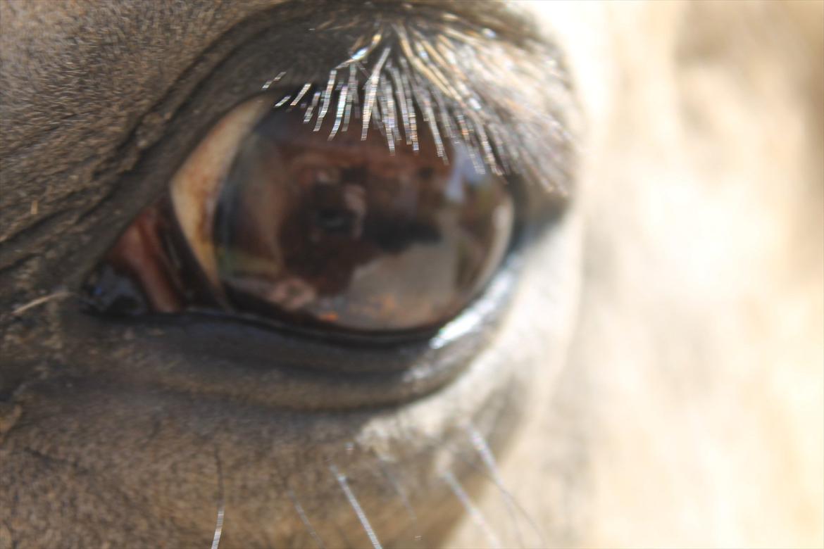 Palomino Skadekærs First Goldline (Grevinden) [Part] R.I.P billede 1