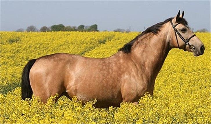 Palomino Skadekærs First Goldline (Grevinden) [Part] R.I.P - Billede lånt fra ejers profil :-)) billede 4