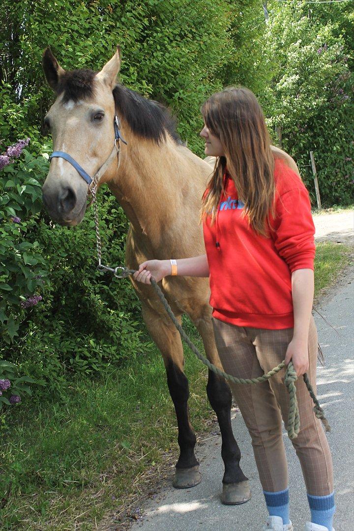 Palomino Skadekærs First Goldline (Grevinden) [Part] R.I.P billede 14