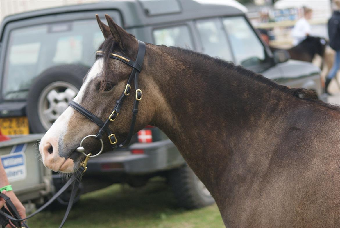 Welsh Pony (sec B) Harmonie V - Harmonie på Roskilde dyrskue 2012 billede 8