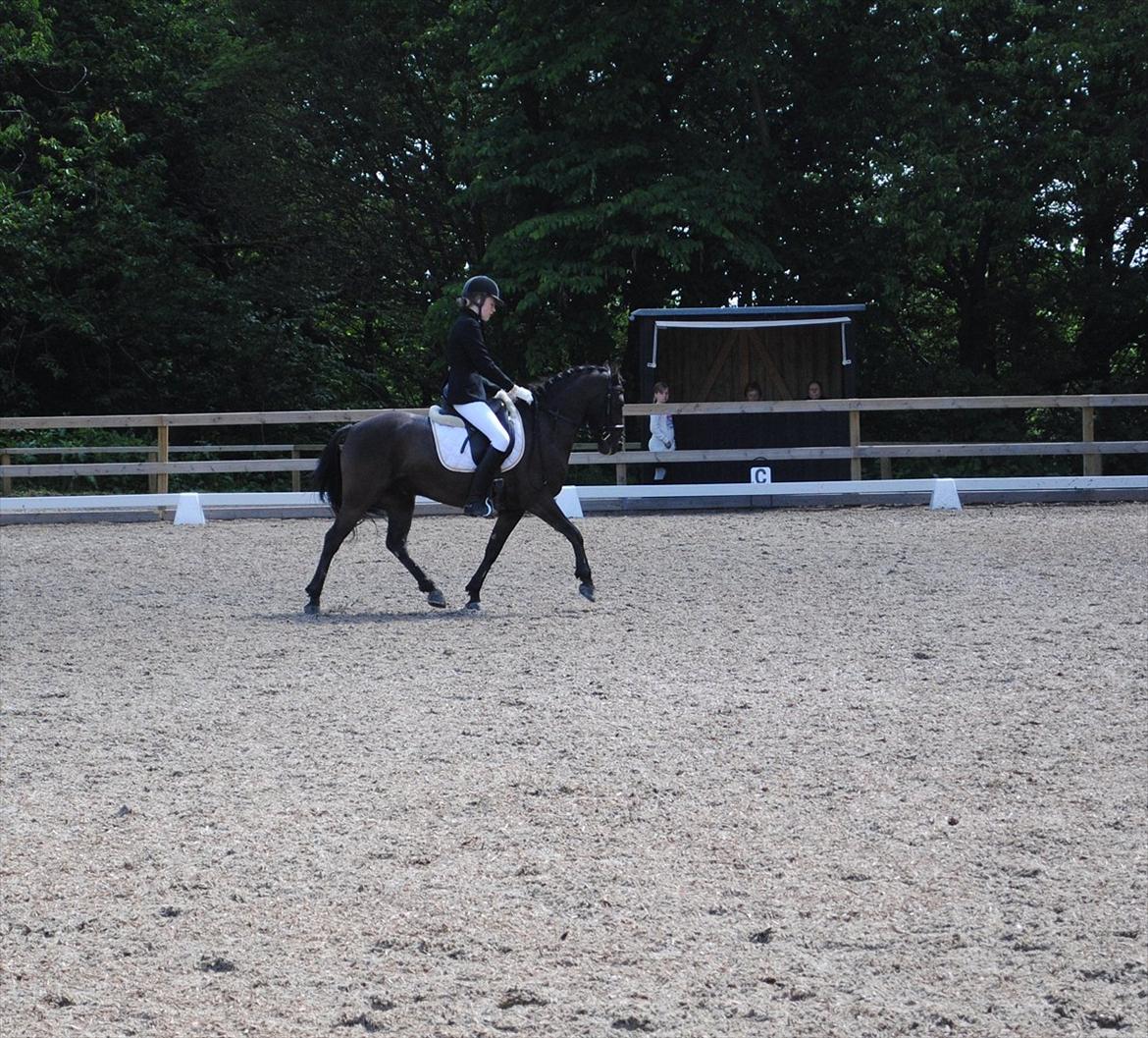 Hollandsk Sportspony Stuntman - Mums!!! billede 13