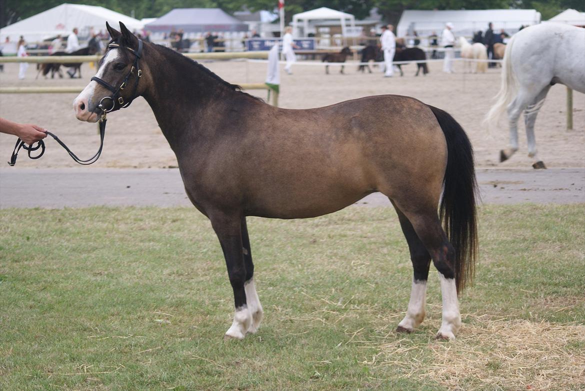 Welsh Pony (sec B) Harmonie V - Roskilde dyrskue. Harmonie fik en super god beskrivelse og 22 point. billede 7