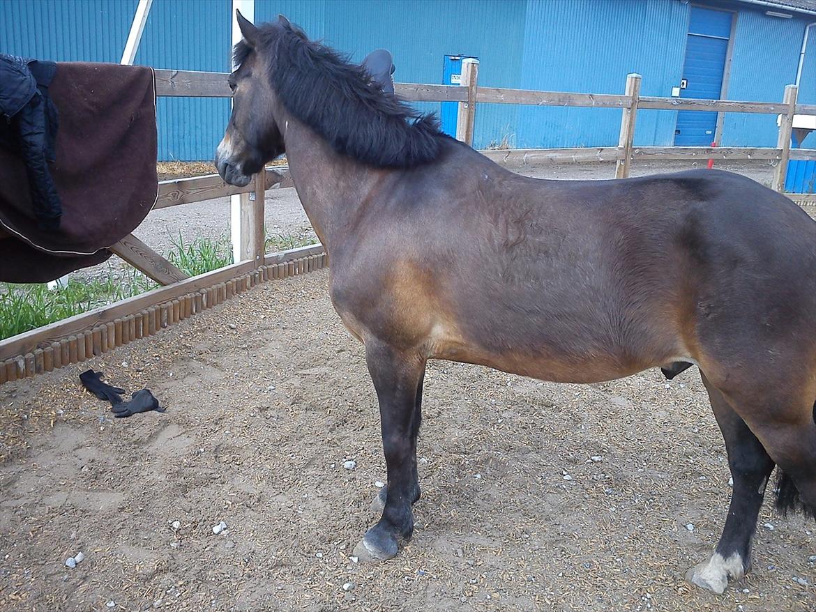 Anden særlig race Kløvermaken`s Hudini billede 13