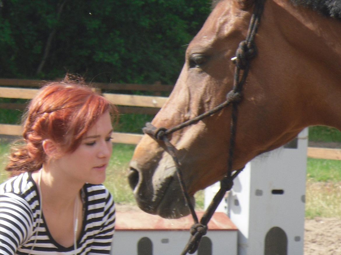 Dansk Varmblod Campino - Dejlig dag ude på gården :* billede 9