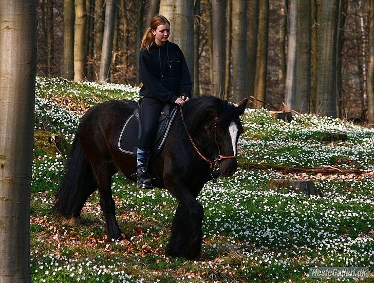 Irish Cob Sir Tonga billede 7