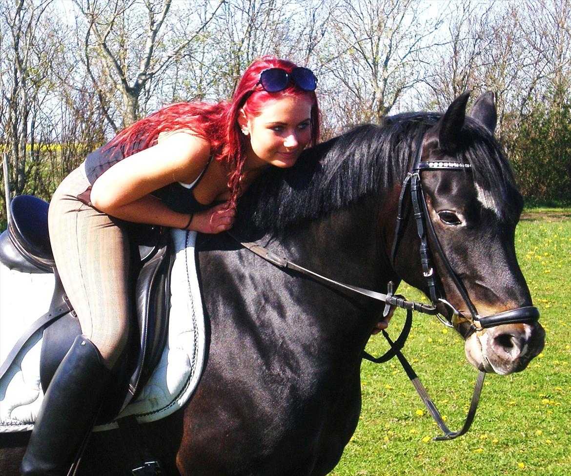 New Forest Løgtholt's Orlando billede 2