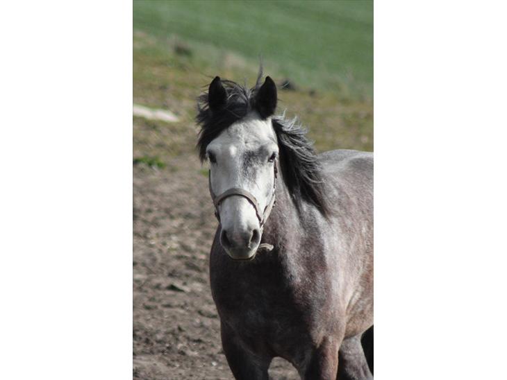 {{currentPhoto.altText}} billede {{currentPhoto.number}}