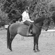 Hollandsk Sportspony Esmee