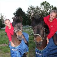 Anden særlig race Golden Track ( Svesken )