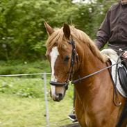 Anden særlig race Ceves