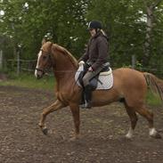 Anden særlig race Ceves