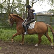 Anden særlig race Ceves