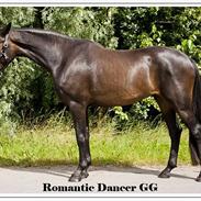 Dansk Varmblod Romantic Dancer GG