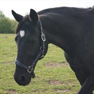 Welsh Cob (sec D) Dark Shadow <3