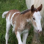 Irish Cob Bella Donna