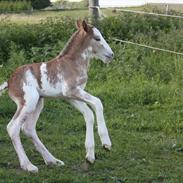 Irish Cob Bella Donna