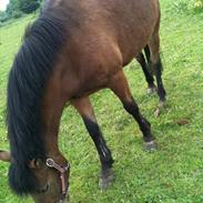 Anden særlig race Dolly Girl Drømme ponyen!!<3