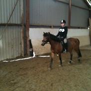 Anden særlig race Dolly Girl Drømme ponyen!!<3