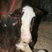 Shire Shirefarm King of Hearts