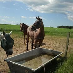 Knabstrupper Kieffers Kiki