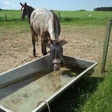 Knabstrupper Kieffers Kiki