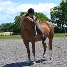 Anden særlig race Aichah