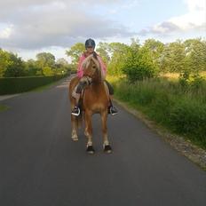 Haflinger Angelica Møllehøjgård