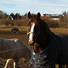Welsh Cob (sec D) Arvalon Geronimo (os)