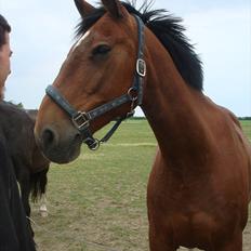 Anden særlig race Chasi (pony